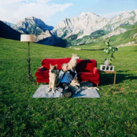 Il Tre - CANI RANDAGI