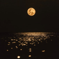 Muspace - Forget the Moon (Lofi)